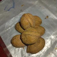 گردو معاوضه با برنج.چمپا وشمیم ..فجر|خوردنی و آشامیدنی|دهدشت, |دیوار