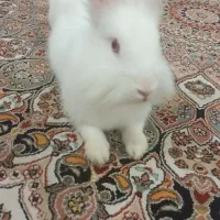 خرگوش سفیدباقفس