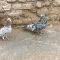 سار جفت هفترنگ