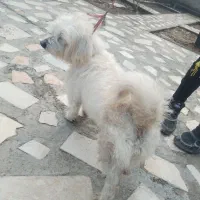 سگ پاکوتاه|سگ|ارس, |دیوار