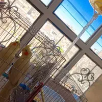 عروس هلندی
