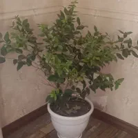همخانه ای