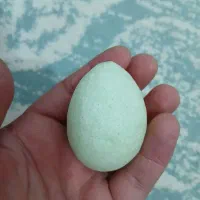 گوهر شب چراغ تخم مرغی