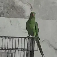 فروش ملنگو ماده نیمه رامه از دست غذا میگیره