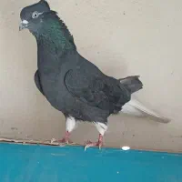کفتر ماده دم سفید