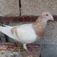 سرور شامی پیازی کرم جفتی|پرنده|وحدتیه, |دیوار