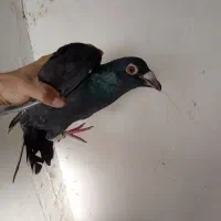 پرنده کبوتر|پرنده|نیمبلوک, |دیوار