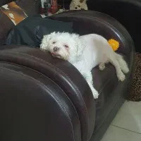 هم خانه