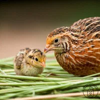 جوجه بلدرچین یک روزه