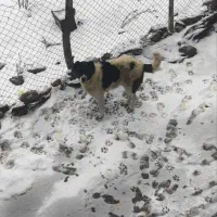 واگذاری سگ گله ای