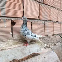 کبوتر سار کاکلی