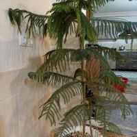 کاج مطبق زیبا و سرحال