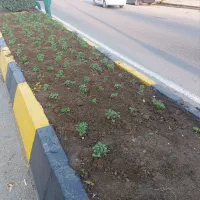 خدمات باغبانی|خدمات باغبانی و درختکاری|چالوس, |دیوار