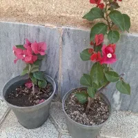 انواع گل .پتوس هاوایی موجوده