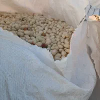 پسته پوک کمر آبی و زرده نخودو خریدارم نقد|خدمات باغبانی و درختکاری|بهمن, |دیوار