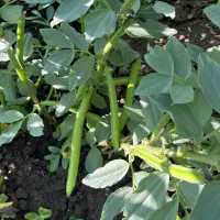 باقالا هیستال زود راس