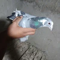 کبوتر|پرنده|سمیرم, |دیوار