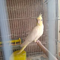 طوطی عروس لوتینو نر|پرنده|بابل, |دیوار