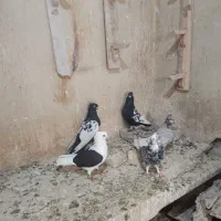 رنگی|پرنده|گتوند, |دیوار