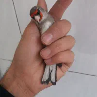 سهره کرمانی نر شوربخون|پرنده|یزد, |دیوار