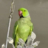طوطی ملنگو نر