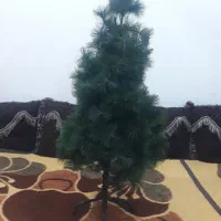 درختچه کریسمس|گل مصنوعی|آبپخش, |دیوار