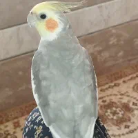 عروس هلندی گمشده