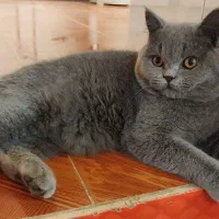 ۱۲ تومان|گربه|شاهین دژ, |دیوار