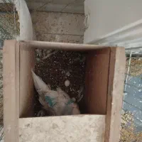 مرغ عشق هلندی گریدAمولدروتخم جواب داده خوش رنگ|پرنده|ساوه, |دیوار