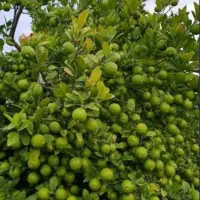 باغ لیموت رو متحول کن با تغذیه اصولی،وکیفیت‌ بهتر