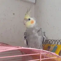 عروس هلندی سخن گو