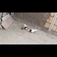 کبوتر طوق سیاه
