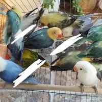 لاوبرد طوطی کوتوله پاربلو یووینگ گرینچیک قناری قفس|پرنده|مشهد, عبادی|دیوار