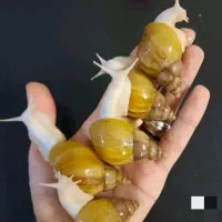 حلزون آلبینو برای جوان سازی پوست صورت