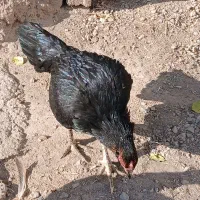 مرغ بسیار علی سن آن یک سال نیم اینا