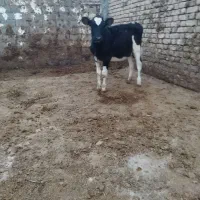 2تا گوساله ماده گاو