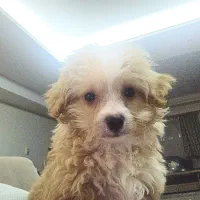 واگذاری پودل کراس