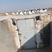 ۲۷عدد طوقی پرشی|پرنده|سبزوار, امیر کبیر|دیوار