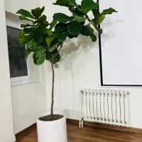 هم-خونه-فقط-خانم