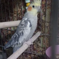 عروس هلندی مولد آماده جفت کردن|پرنده|فلاورجان, |دیوار