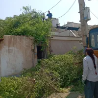 بریدن نخل و درخت