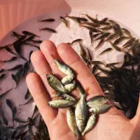 کپور طلایی اصلاح نژاد مناسب تمامی استخر ها|ماهی|تبریز, |دیوار