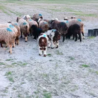 میش بره دار