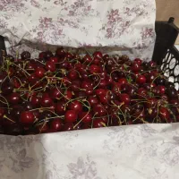 آلو گیلاس