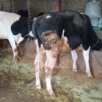 گوساله|حیوانات مزرعه|خاوه, |دیوار