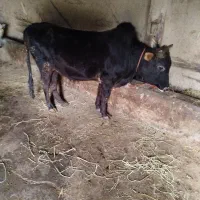 ورزا گاو نر کل محلی