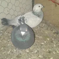 سلام دوستان دو عدد کبوتر جفت