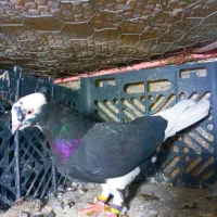 تکی و یک جا به فروش میرسند|پرنده|هندمینی, |دیوار