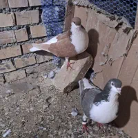 سده|پرنده|سبزوار, پیروزی|دیوار