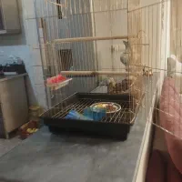 عروس هلندی|پرنده|اهر, |دیوار